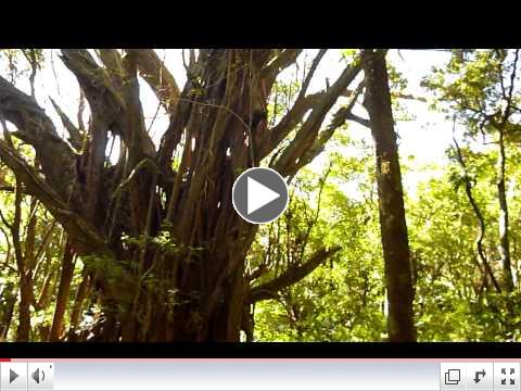 Cerro La Ninfa Cloud Forest