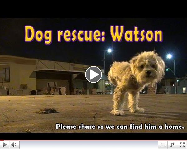 Dog rescue: Watson, the three legged dog - Please share and help us find him a home.