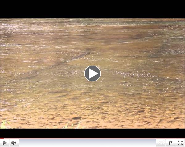 Surface Feeding Near Shore 5-6-2013 - Think they are chubs?