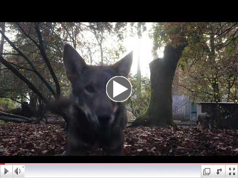 it's playtime for red wolf parents, yearlings and pups