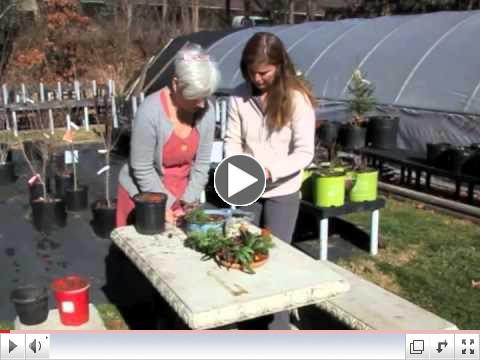 Making a Fairy Garden
