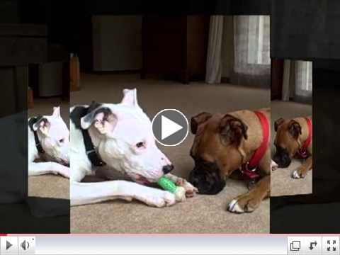 Katie, available for adoption