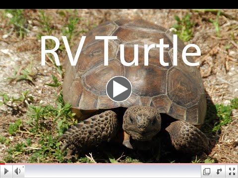 Bill Plemmons RV Park: Turtles at the RV Park 