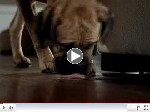 Man's Best Friend - Enjoy!