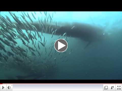Sardine Run 2009 - Shot by Emmy award winning Charles Maxwell