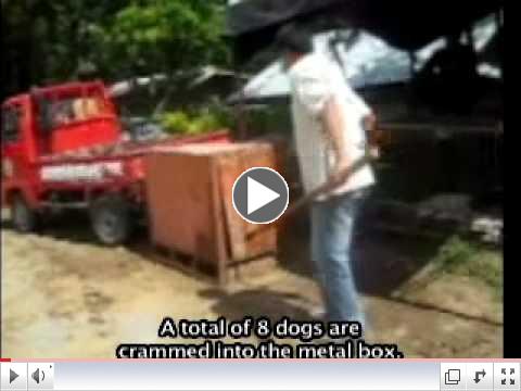 Tambucho Killing.mp4