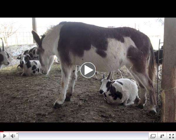 Scratching an Itch