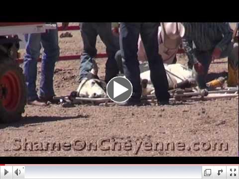 Back-to-Back Steers Injured at Cheyenne Rodeo