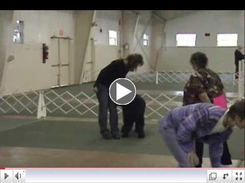 Newfoundland Obedience-Flip's CD