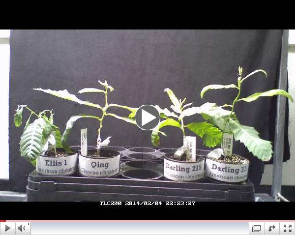 Chestnut Project Small Stem Assay Timelapse