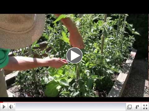 Tomato Plant Pruning