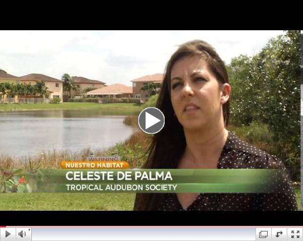 Pocholo y su pandilla. Telemundo 51. Alerta Verde (54): Ciudad Vertical