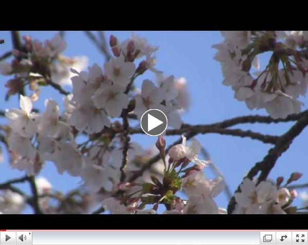Cherry Blossom (original song)