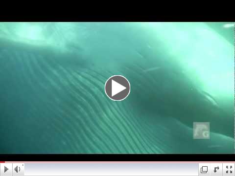 Blue Whales in Dana Point, California!