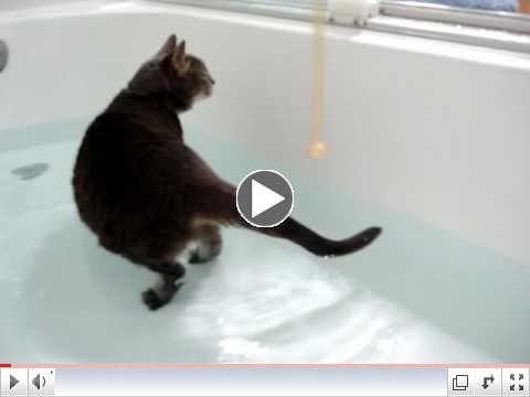 Cat Hydrotherapy 2