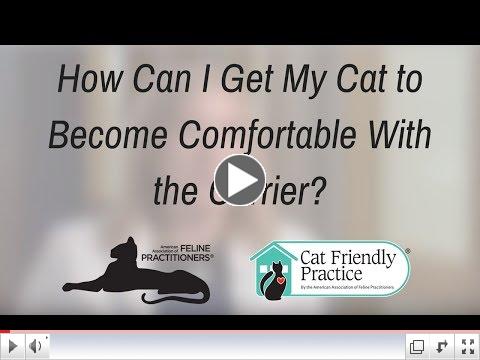 How Can I Get My Cat to Become Comfortable With the Carrier?
