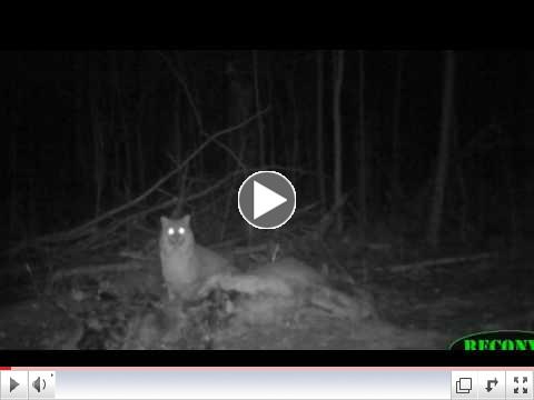 Bobcat footage