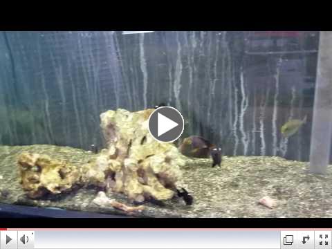 Yellow Tang Only 14 99 Corals More Special