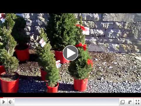 Pennsylvania Pride Christmas Evergreens