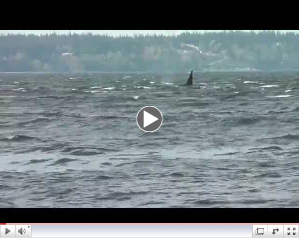 Bigg's (Transient) killer whales Possession Sound April 14, 2014
