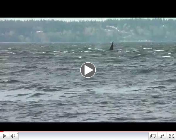 Bigg's (Transient) killer whales Possession Sound April 14, 2014