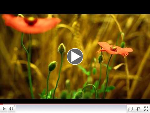 Amazing Nature HD (Plants Growing)