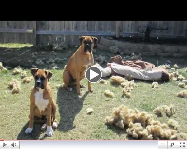 Do NOT Leave Your Pets ALONE!