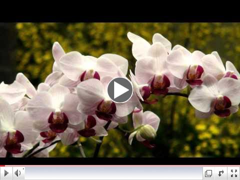 Relaxing Music with best Orchids