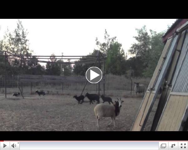 Summer Lamb Games