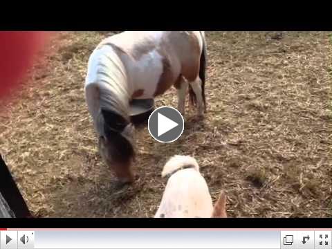 Serenbe Goat