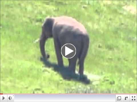 Asian Bull Elephant Prince: Rainy Day on Bull Mountain