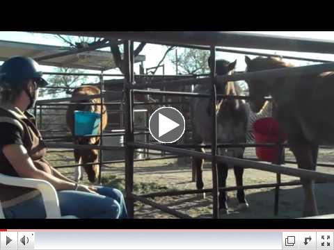 Rescue Foals in Training - ROTH reaches out at Equine Voices Day 1