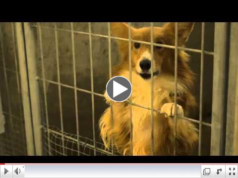 Saving Pets Challenge 2016