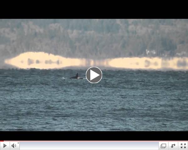 Southern Resident killer whales Puget Sound: Dec 7, 2013
