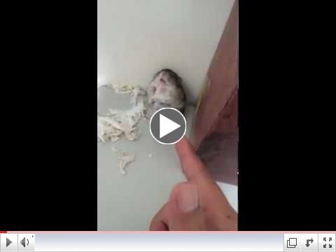 Adorable Hamster gets Shot and pretends to be dead. [Original]