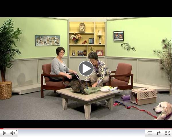The Paw Report 101: Calming Anxiety in Pets at the Vet's Office