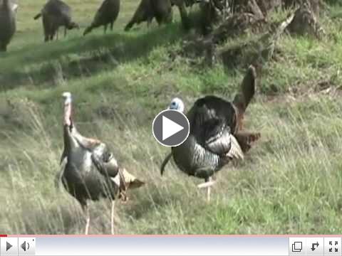 TURKEYS The MOVIE