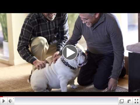 Homes for Dogs Project 