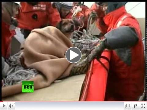 Video of 'tsunami dog' rescued in Japan after 3 weeks at sea