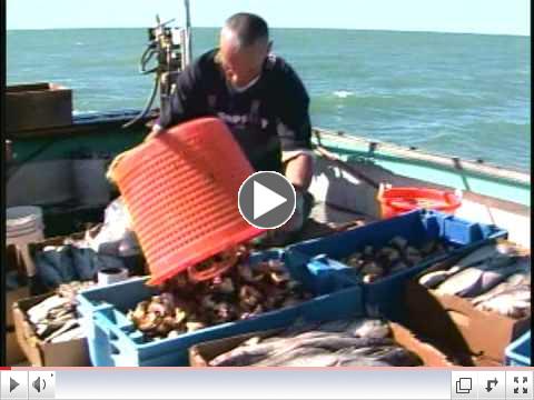 Billy's Stone Crab - Commercial of Harvesting Stone Crabs