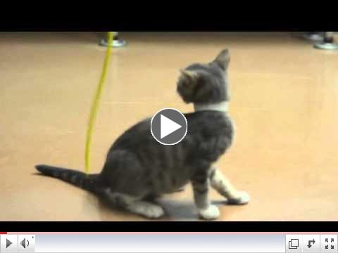 CH Kitten Liza - A308954.mov