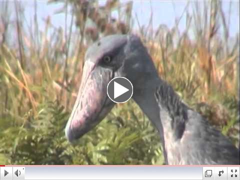 Shoebill