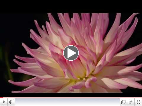 Blooming flowers, Amazing nature!
