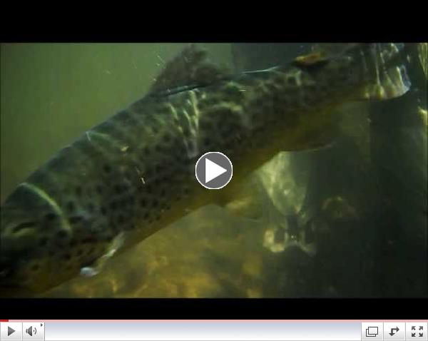 Large Browns Very Close-up! Stocking 4-23-2013