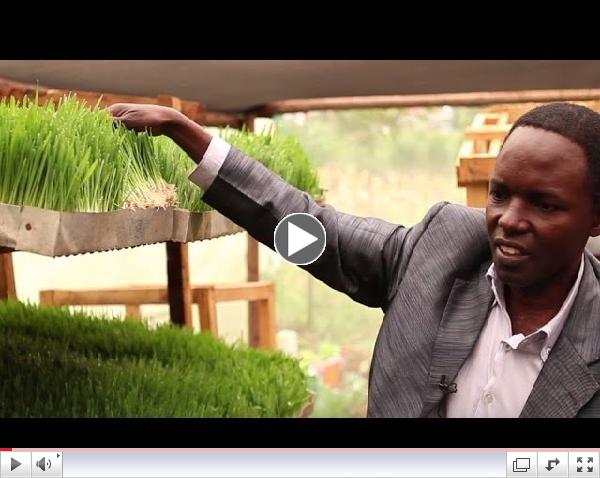 Cool Farming: Growing Plants in Africa without Soil