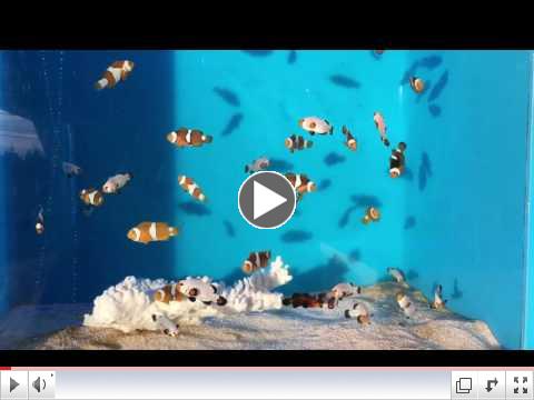 CLOWNFISH VIDEO