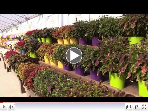 Danzinger Flower Trials