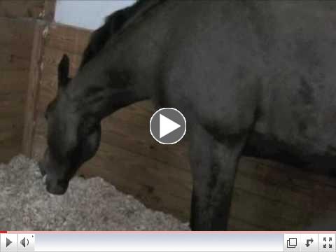 Horse Karaoke with Jim Masterson