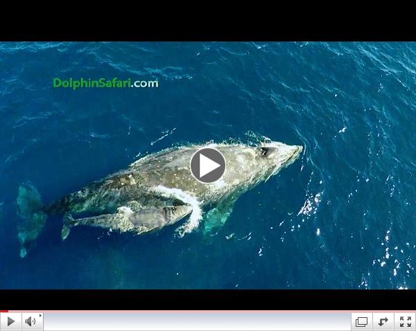 Drone Films Newborn Whale & Paddleboarder and Whale Surprises Dana Point Whale Watchers