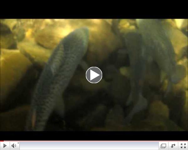 Brown Trout Stocked at the Mouth of Slate Run 4-9-2013